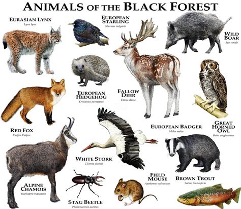 Animals of the Black Forest Art Print by Wildlife Art by Roger Hall - X ...