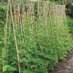 Growing Green Beans: How to Plant Green Beans for Beginners