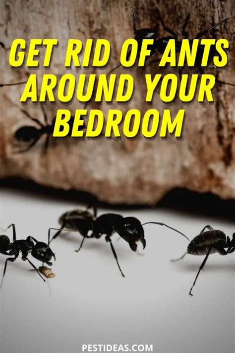 Get Rid of Ants in Your Bedroom- Keep Your Bedroom Free of Ants