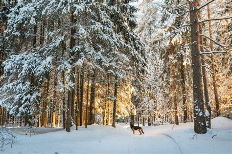 Beautiful Winter Scenery with Forest Full of Trees Covered Snow Stock Photo - Image of covered ...