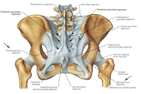 New Research: The Glute Max is Really Good at Stabilizing the SI Joint - Bret Contreras