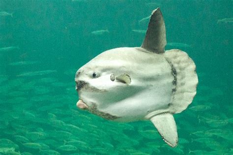 Ocean Sunfish - Animal Facts and Information