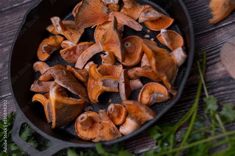 Lactarius deliciosus - the most sought-after edible mushrooms. Stock Photo | Adobe Stock