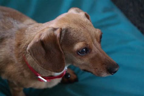 The Long and Short of It: The Dachshund Chihuahua Mix | HerePup!