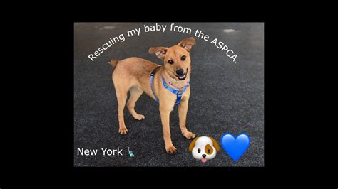 ASPCA RESCUE - YouTube