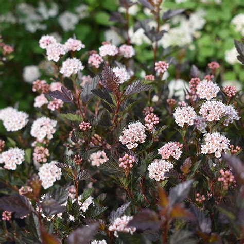 Physocarpus opulifolius 'Amber Jubilee' - Horsford Gardens and Nursery