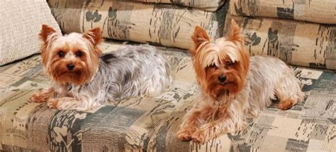 Yorkie Training Tips - Train Your Yorkie Dog At Best (12 Articles!)