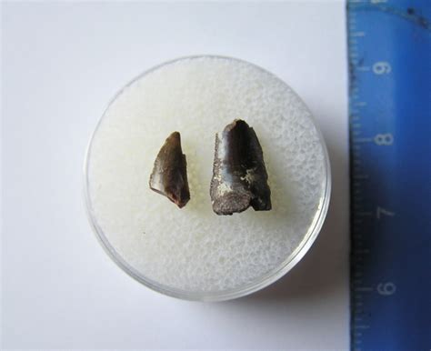 2 Fossil Xenacanthus Shark Teeth - AN ULTRA RARE SHARK! | 2 Fossil Xenacanthus Shark Teeth