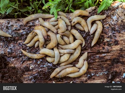 Colony Garden Slugs On Image & Photo (Free Trial) | Bigstock