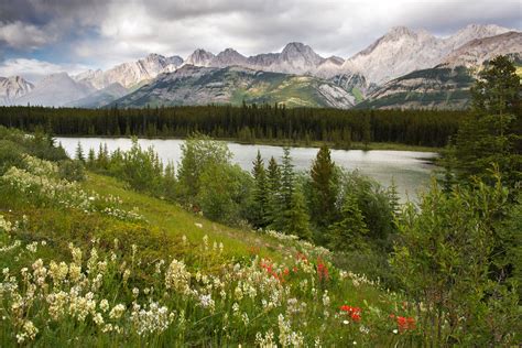 Wildflowers at Peter Lougheed Provincial Park Kananaskis AB wallpapers ...