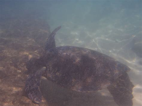 With the Turtles in Kapalua Bay, Maui, Hawaii, USA | World Traveller 73