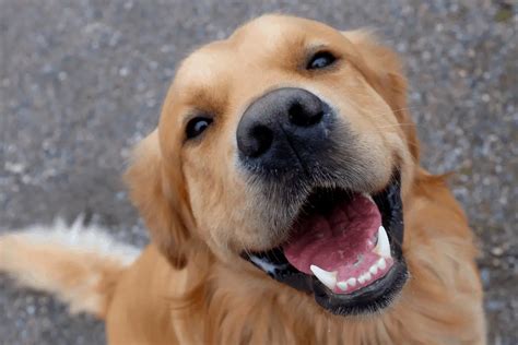 Golden Retriever Teeth: Care and Cleaning | Golden Retriever Society