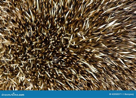 Hedgehog Spikes Stock Photo - Image: 42050371