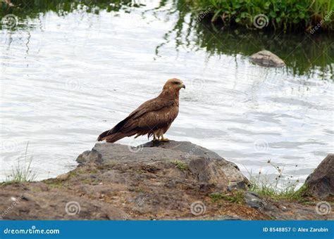 Black Kite (bird of prey) stock image. Image of animals - 8548857