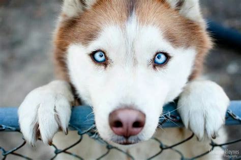 Kijk eens in me blauwe ogen | Beautiful dogs, Cute puppies, Cute dogs