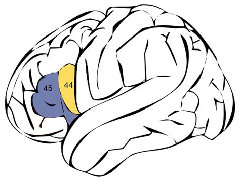 Broca’s area function, location & Broca’s area damage