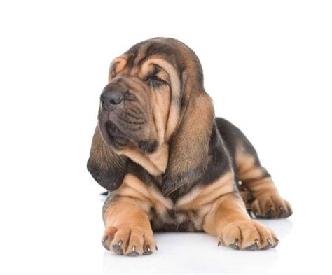 Bloodhound Dog Breed Complete Guide - Wiki Point