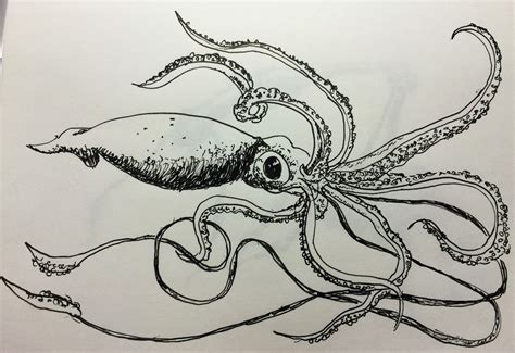 Giant Squid Drawing at PaintingValley.com | Explore collection of Giant ...