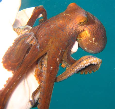 the hawaii day octopus | One of the best shots that I got of… | Flickr