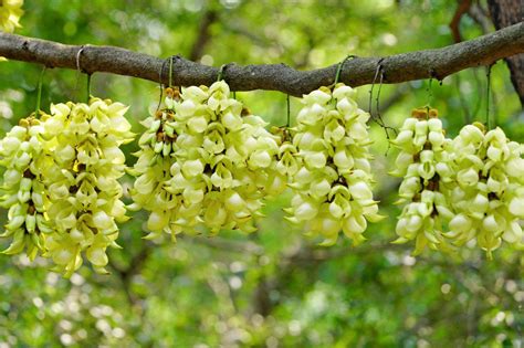 清远适合养什么花，市花和市树是什么 - 花百科