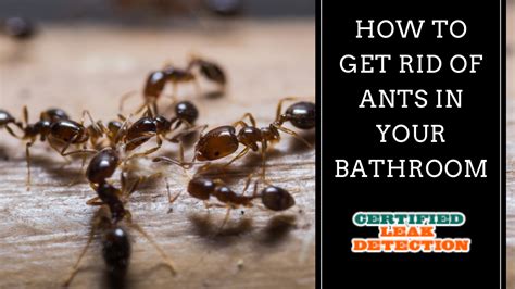 How to Get Rid of Ants in the Bathroom - Certified Leak Detection of ...