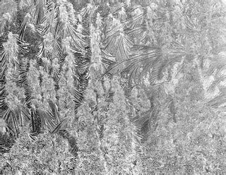 Ice Forest | Monovember 9 | Janet Ramsden | Flickr