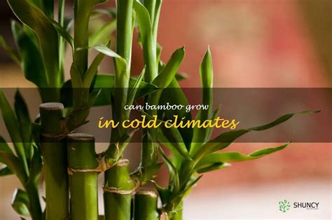 Exploring The Possibility Of Growing Bamboo In Cold Climates | ShunCy