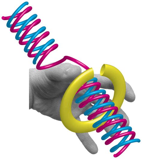 Crucial step in human DNA replication observed using fluorescent tags ...