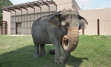 Asian elephant | Smithsonian's National Zoo and Conservation Biology Institute