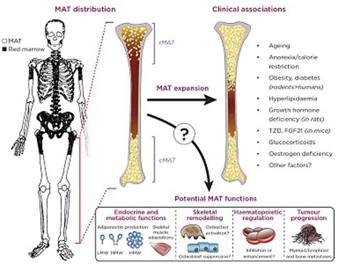 Red Bone Marrow Function