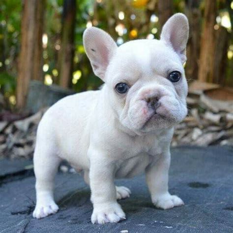 Snow white frenchie baby 💓 | Bulldog puppies, French bulldog puppies, Bulldog