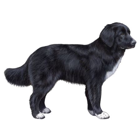 Romanian Raven Shepherd Dog Facts - Wisdom Panel™ Dog Breeds