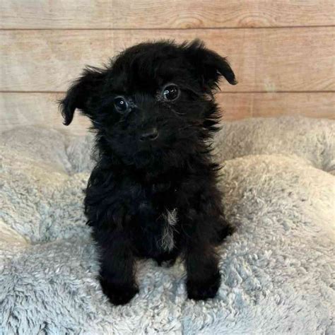 Yorkshire Terrier/Poodle Puppies for sale - Tullys Kennels