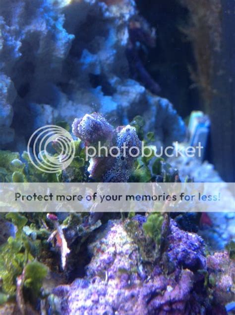 Cerith Snail Eggs | REEF2REEF Saltwater and Reef Aquarium Forum