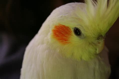 Basic Cockatiel Care for the First Time Cockatiel Owner - Cockatiels As Pets