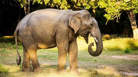 Asian elephants: highly intelligent caretakers of the Southeast jungles | One Earth