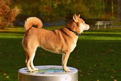 Shiba Inu Grooming: Bathing, Shedding, And Why They Don't Need Trims