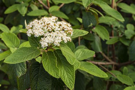 12 Species of Viburnum Shrubs