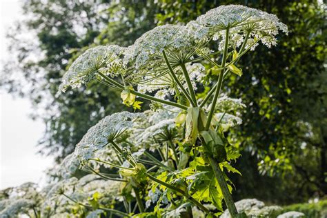 Be aware of Giant hogweed and avoid contact | nidirect