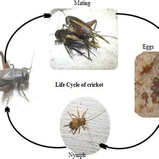 (PDF) Gryllus testaceus walker (crickets) farming management, chemical ...