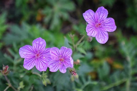 Rocky Mountain Wildflowers in Macro Close Up View in Full Summer Bloom in the Forest Along ...