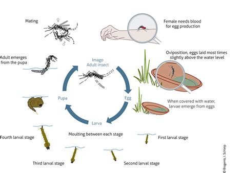 life-cycle-aedes-aegypti-yellow-fever-mosquito-en – Biogents USA