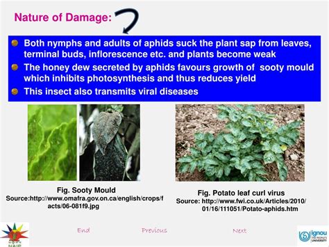 PPT - Identification, symptoms and nature of damage: aphids, white fly ...