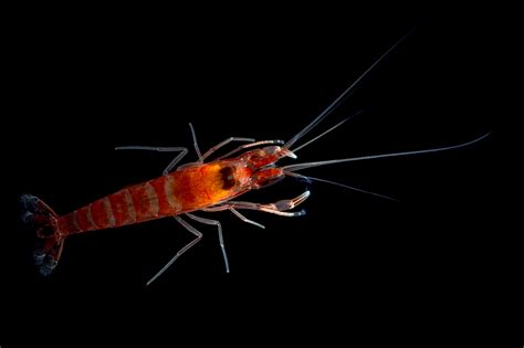 theredshrimp | Eelgrass Wasting Disease