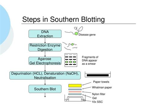 PPT - Southern Blotting PowerPoint Presentation - ID:4321035