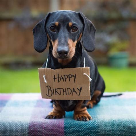 Happy Birthday Dachshund | Happy birthday dachshund, Happy birthday dog, Birthday humor