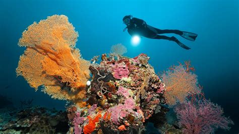 Australia to Dump Dredged Sand in Great Barrier Reef Waters, Adding to Site's Mounting Woes