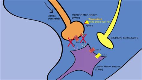 Muscle Relaxers - Mechanisms, Indications, Side Effects - YouTube