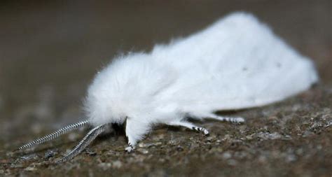 White Furry Moth - Spilosoma virginica - BugGuide.Net