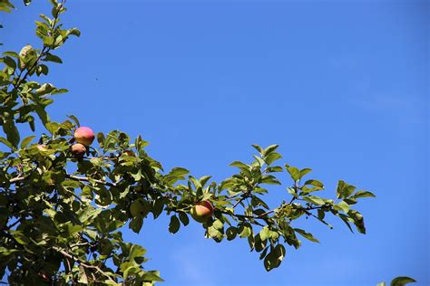 Apple Tree Branch · Free photo on Pixabay